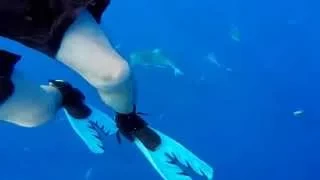 Open Water Free Diving with Bull Sharks