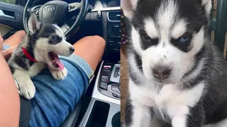 Baby Shark - husky edition