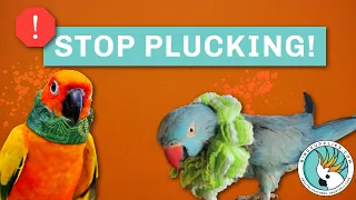 How To stop My Bird From Plucking