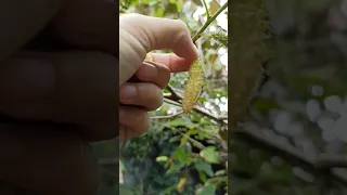 Picking some Himalayan White Mulberry #shorts #fruit #mulberry