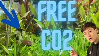 How To Make Your Own CO2 To Use In Your Aquarium?! // Diy CO2 Tutorial