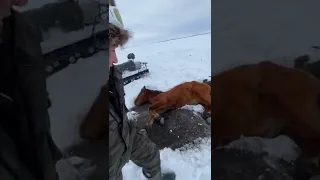 Обход лошадей. Спасаем жеребенка