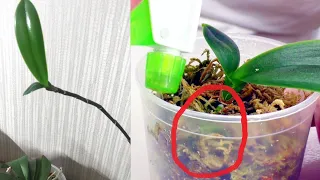 Baby orchid WITHOUT roots, but the roots will grow if you cut off the peduncle along with the Baby.