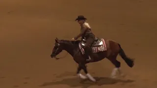 190221 Novice Horse Kelle Smith on Halftyme