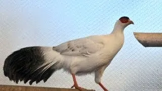Белый ушастый фазан в питомнике ДонЗоо