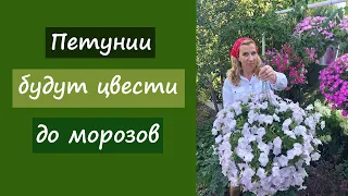 Подкормка петуний для пышного цветения