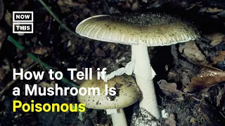Death Cap Mushrooms Kill 3 People in Australia