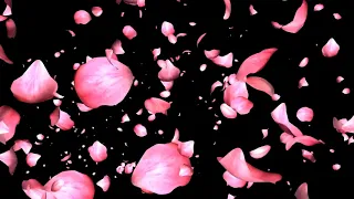 Футаж- хромакей.Фейерверк лепестков розы. Rose Petals Background Green Screen