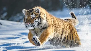 Extremely Rare - Four Siberian Tigers Released Into The Wild || only 400 SIBERIAN TIGERS LEFT