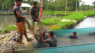 Usaha Budidaya Ikan Magur Hibrida | Jutaan Ikan Lele Makan Di Kolam Pakarangan Belakang | Catfish