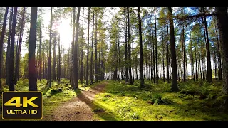 A Relaxing Walk through Leuchar Moss Forest, Scotland Countryside 4K