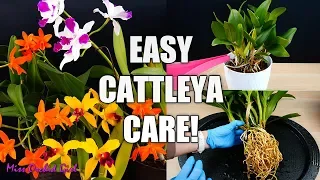 How to Care for Cattleya Orchids - Watering, Repotting, Reblooming & more! Orchid Care for Beginners