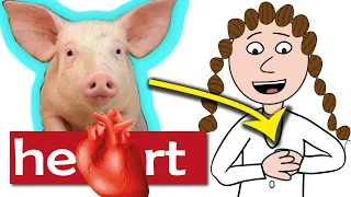 The first pig-human heart transplant!!