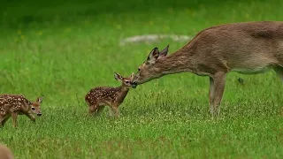 Bambi and baby deer