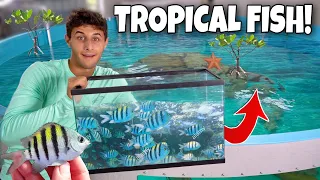 Catching TONS Of TROPICAL FISH For My 6000G Saltwater POND!!