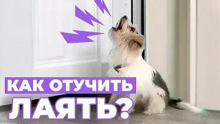 Как ОТУЧИТЬ собаку лаять на дверь? Всё о ПРИЧИНАХ, ЗАНЯТИЯХ 🐕‍🦺 и что нужно знать о НАКАЗАНИЯХ😱