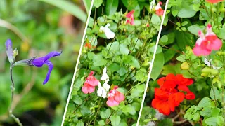 How to propagate Salvia by taking cuttings