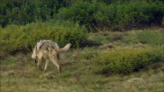 АЛЕКСАНДР ДЮМИН ВОЛК