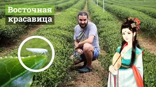 Самый необычный чай острова Тайвань. Улун "Восточная Красавица" (Дунфан Мэйжэнь)