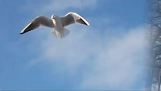 CHRIS REA, ONLY TO FLY, 3th dove version +Lyrics