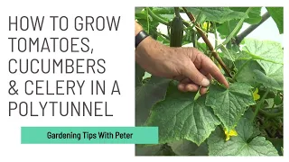 How to Grow Tomatoes, Cucumbers and Celery in a Polytunnel | Garden Ideas | Peter Seabrook