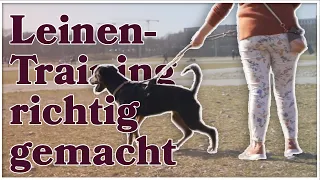 Leinentraining ► Leinentraining für Welpen ► So wird jeder Hund leinenführig ► Das GANZE Leinen-ABC