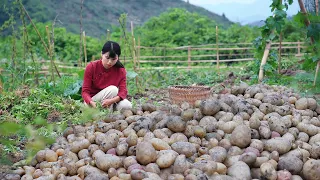 Potato harvest, using the sun to turn potatoes into “dry chips”土豆大豐收，通過陽光把土豆曬成“乾土豆片”丨Lizhangliu