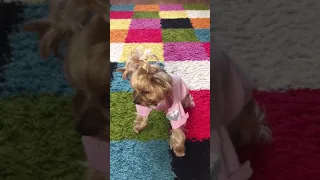 Одежда для йоркширского терьера🐶 || Clothes for Yorkshire Terrier👗