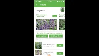 PlantSnap identifies a Creeping Sage (Salvia sonomensis)