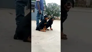 security dog's, rottweilers