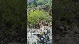 Funny Monkey | itching time | 😂