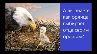 Притча "Как орлица выбирает папу своих детей"