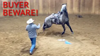 When Buying a Horse Online goes Wrong!