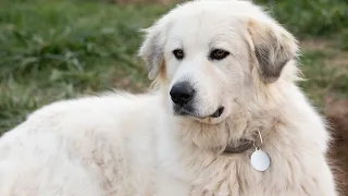 Train a Great Pyrenees for Service Animal Roles