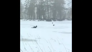 Межняк против тетерева. Охота на глухаря. Охота на току.