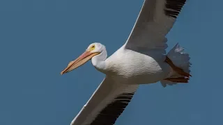 Bird Photography With Special Appearance by Angry Photographer  - Nikon D850 - Sigma 500 F4