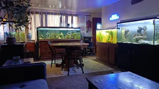 Fish room tour 300 subscriber special thanks video
