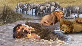 Most Amazing Moments Of Underwater Lion VS Crocodile Great Battle  Wild Animals Attacks 2019