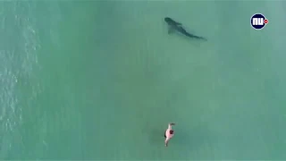 ВИДЕО ИЗ ДРОНА!!! ТИГРОВАЯ АКУЛА В МАЙАМИ НА ПЛЯЖЕ!!!!!  TIGER SHARK in MIAMI BEACH! DRONE VIDEO!