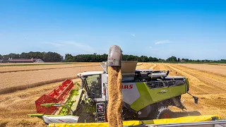 Claas Trion 730 im Weizen Einsatz