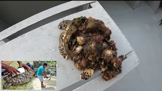 Rescue Sea Turtle Removing Barnacles From Poor SeaTurtle animals, Nature, turtles, ocean, ASMR