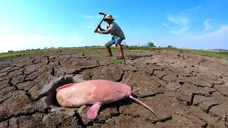 Unique fishing! a fisherman catch a lots of monster catfish and Redfish catch by technique hand