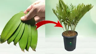 How to grow cardboard palm tree from cardboard palm leaf