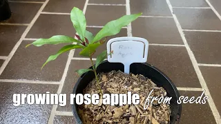 Growing Rose Apple from Seed