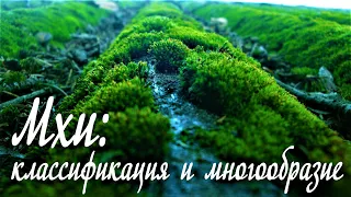 Мхи: классификация и многообразие