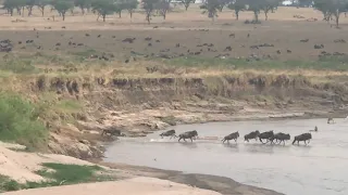 Wildebeest crossing a river in the Masai Mara