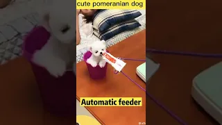 tik tok chó phốc sóc mini 😍 funny and cute pomeranian video/pomeranian dog #DOGS #pomeranian #367