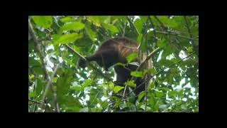 Baby Howler Monkey Playing - Cahuita, Costa Rica