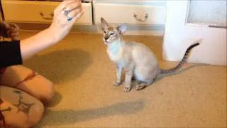 Siamese kitten sits and high fives for his treats