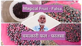 चमत्कारी फल - फालसा | Magical Fruit - Falsa